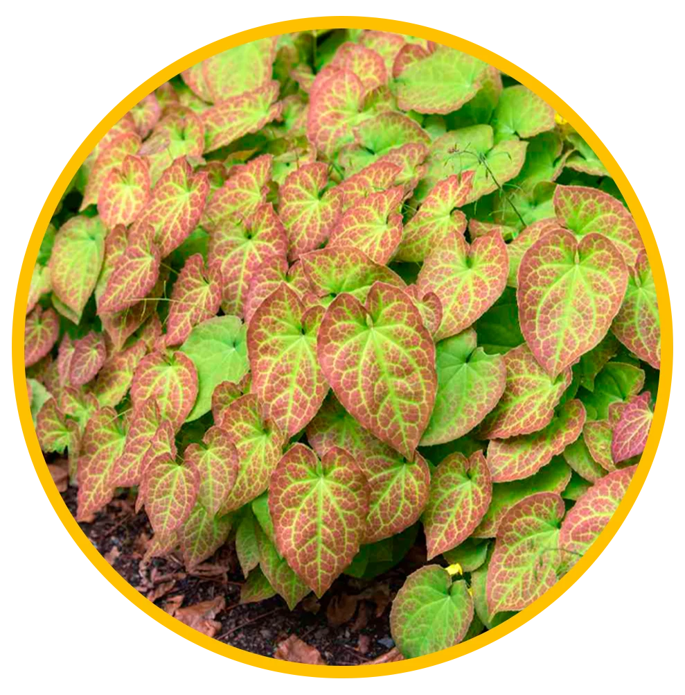 Epimedium Extract