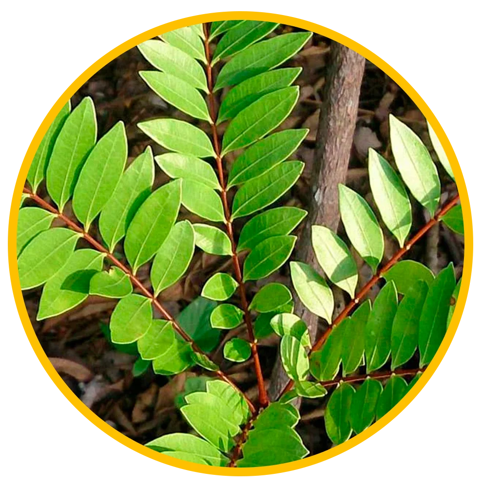 Eurycoma Longifolia Extract